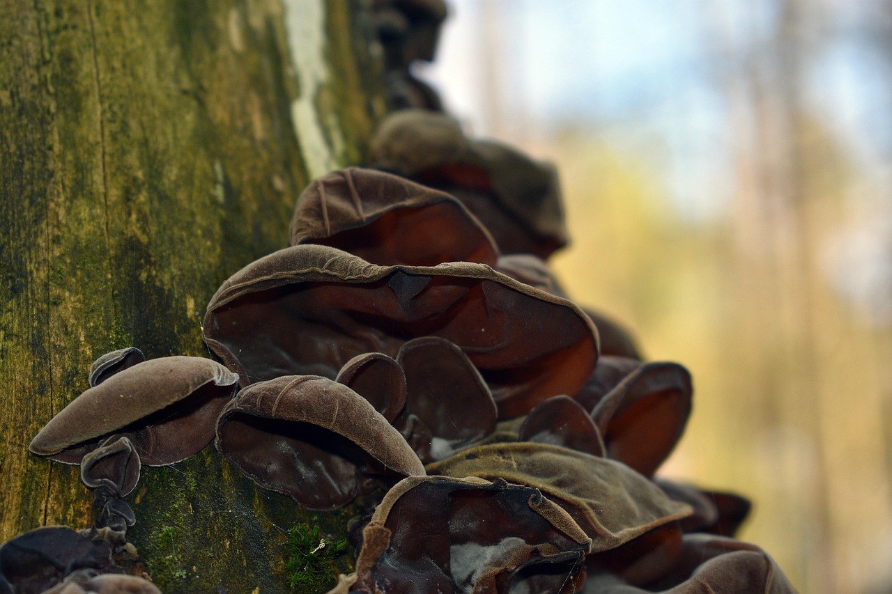 奇亿摩拜单车app免费详情下载教程