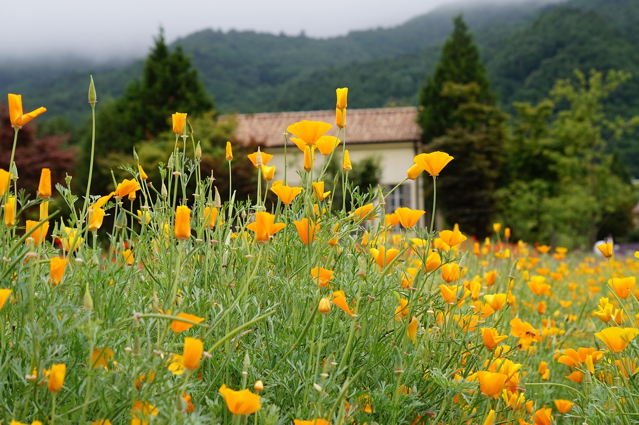 VX小号买卖：实名制度在网络调查中的应用